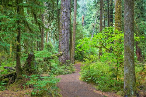 Framed Trail Through An Old Growth Forest, Washington State Print