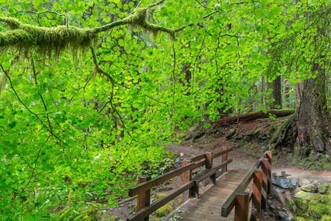 Framed Bridge Along The Sol Duc River Trail, Washington State Print