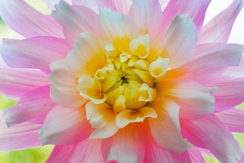 Framed Close-Up Of A Pastel Dahlia Flower Print