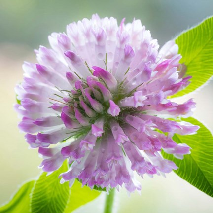 Framed Clover Blossom Flowers Print