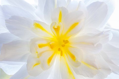 Framed Close-Up Of A Begonia Blossom Print