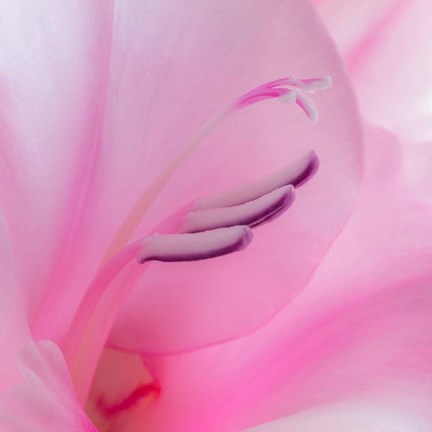 Framed Close-Up Of A Pink Gladiola Blossom Print