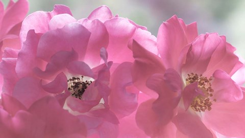 Framed Close-Up Of Pink Rose Blossoms Print