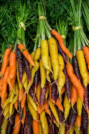 Framed Display Of Carrot Varieties Print