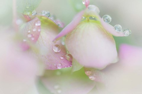 Framed Dew Drops On Ornamental Oregano Print