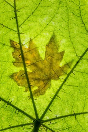 Framed Big Leaf Maple On A Devil&#39;s Club Leaf Print