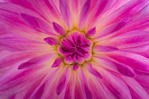 Framed Bright Pink Dahlia Blossom Detail Print