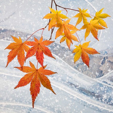 Framed Japanese Maple Leaves Above Ice Print