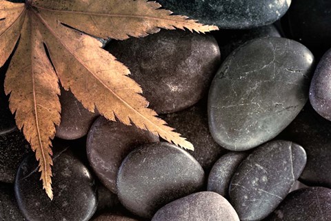Framed Zen Maple Leaf On Rocks Print