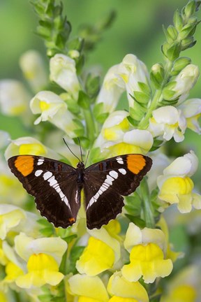 Framed California Sister Butterfly On Yellow And White Snapdragon Flowers Print