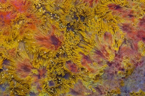 Framed Indonesian Flame Agate Print