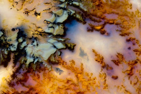 Framed Graveyard Point Plume Print