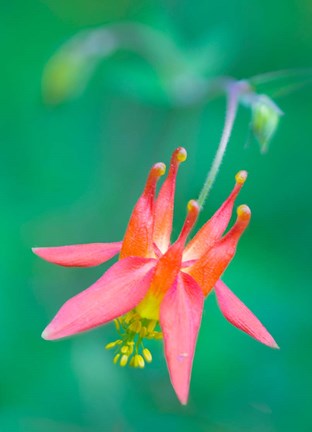 Framed Red Columbine Wildflower Blooms Print