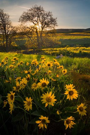 Framed Arrowleaf Balsamroot Wildflowers At Columbia Hills State Park Print