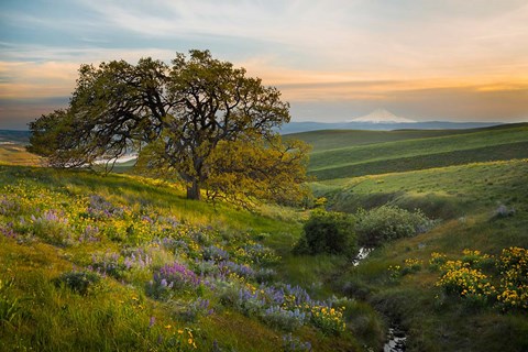 Framed Oak Tree At Columbia Hills State Park Print