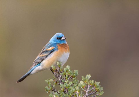 Framed Lazuli Bunting On A Perch At The Umtanum Creek Recreational Are Print