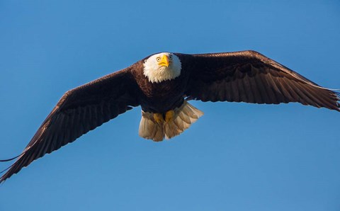 Framed Bald Eagle In Flight Over Lake Sammamish Print