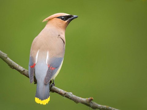 Framed Cedar Waxwing On A Perch Print