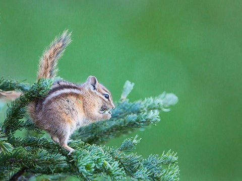 Framed Chipmunk Feeds On New Growth Of Subalpine Fur Needles Print