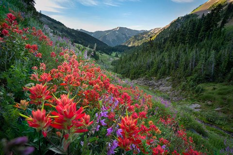Framed Wildflowers Above Badger Valley In Olympic Nationl Park Print
