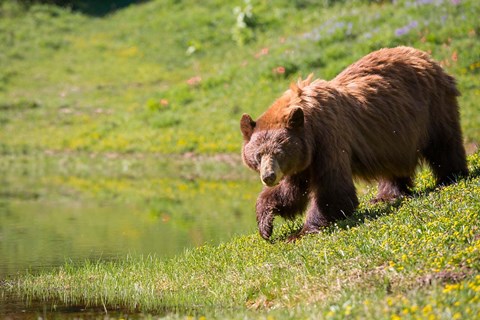 Framed American Black Bear In A Wildflower Meadow Print