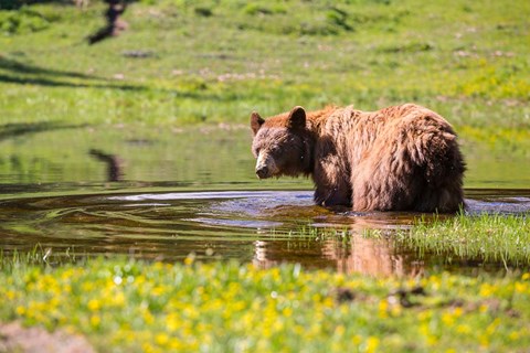 Framed American Black Bear Takes A Cool Bath Near Mystic Lake Print