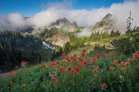 Framed Indian Paintbrush Landscape Near The Tatoosh Range Print