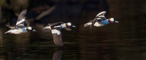 Framed Flight Sequence Of A Buffleheads Print