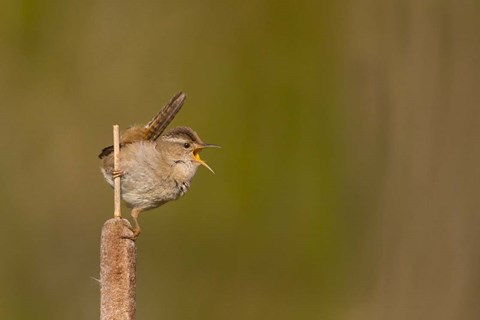 Framed Wren Sings From A Cattail In A Marsh On Lake Washington Print