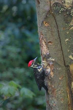 Framed Pileated Woodpecker Holing Out A Nest Print