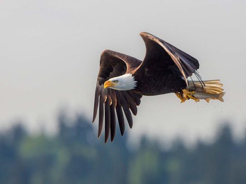 Framed Bald Eagle In Flight With Fish Over Lake Sammamish Print