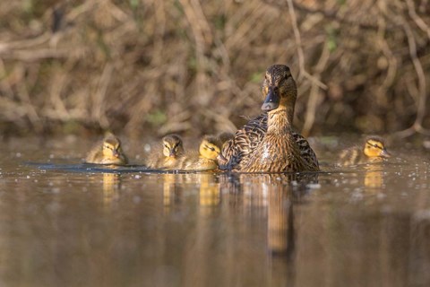 Framed Mallard Hen With Ducklings On The Shore Of Lake Washington Print