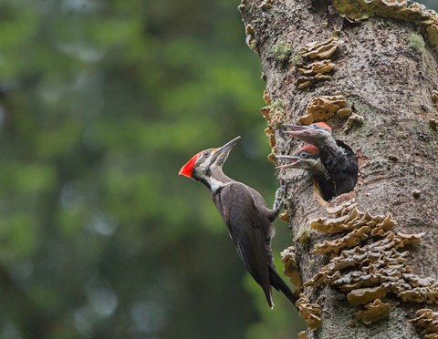 Framed Pileated Woodpecker With Begging Chicks Print