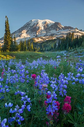 Framed Wildflowers And Mt Rainier At Mazama Ridge Print