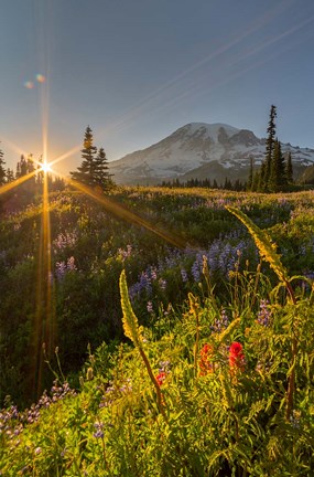 Framed Sunset At Mazama Ridge, Washington Print