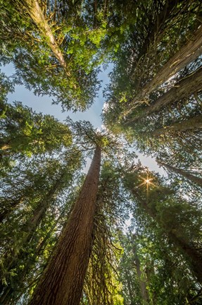 Framed Tall Conifers At The  Grove Of The Patriarchs, Mt Rainier National Park Print