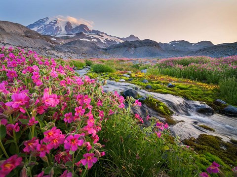 Framed Monkeyflowers Along The Paradise River Print