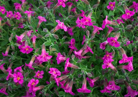 Framed Pattern Of Lewis&#39;s Monkeyflowers Print