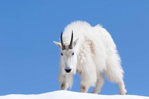 Framed Close-Up Of A Mountain Goat Print