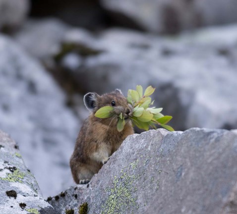 Framed American Pika Collecting Leaves Print