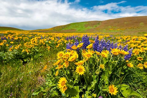 Framed Spring Wildflowers Cover The Meadows At Columbia Hills State Park Print
