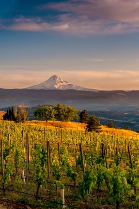 Framed Mt Hood From A Vineyard Print