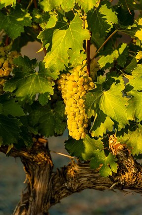 Framed Viognier Grapes In A Vineyard Print