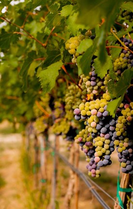 Framed Cabernet Franc Block In A Vineyard Print