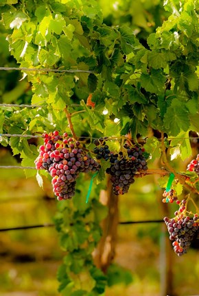 Framed Grenache Block In A Vineyard Print