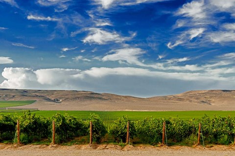 Framed Mattawa Vineyard On The Wahluke Slope Print