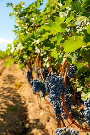 Framed Vineyard Grapes Near Harvest Print