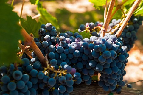 Framed Petit Verdot Grapes From A Vineyard Print