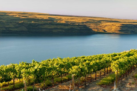 Framed Vineyard Overlooking The Columbia River Print