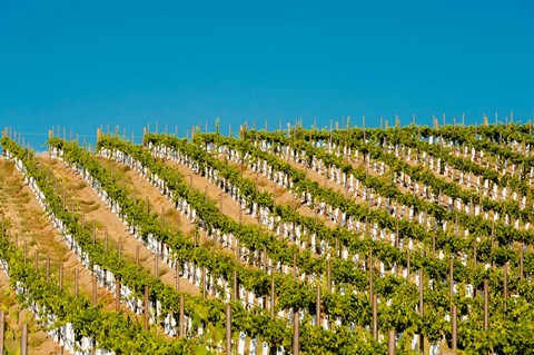 Framed Rows Of Young Vines Print